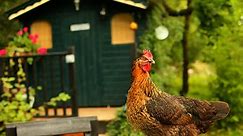 How to Build a Chicken Coop in 4 Easy Steps [2nd Edition] | Homesteading