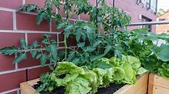 How to Build a Tomato Planter Box: Ideas for Healthy Plants