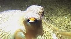 Intelligent Octopus Uses Bottle to Hunt Prey! #octopusfacts #marinelife #youtubeshorts
