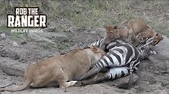 Lioness And Cubs With A Zebra Meal | Maasai Mara Safari | Zebra Plains