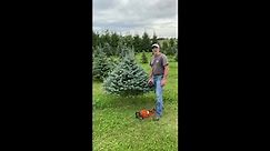 🌲It's tree trimming time!🌲 Here I give... - Marquis Tree Farm