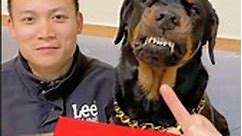 Tigers share Chinese New Year on Yi Tuo.🖕😂😅 #dog #dogfunny #dogstagram | Xiang Wei and Yi Tuo Dog