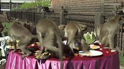 Monkeys Feast at a Buffet Festival in Thailand