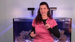 TOP 10 Utilitarian FISH For Your Tank - Hilary Jaffe
