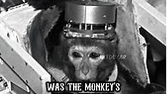 The First Monkey In Space -... - Astrophile Energy Space