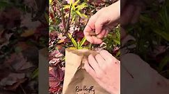 How to harvest Butterfly Milkweed (Asclepias tuberosa) seeds