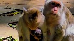 Most adorable newborn baby Monkey just born and hug from Mom full time, How to cute!