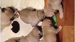 BuzzSharer Pugs - Pug puppies playing ! via Anna Titarenko