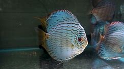 EPIC Malaysian Discus Haul! Red Ghosts, Show Fish, Cobalt Blues, Super Panthera, Eruptions & More!