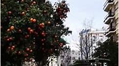 🇪🇸 | The Annual Orange tree shake in Valencia.😱