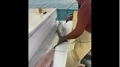 Commercial fishermen are catching Spanish Mackerel!