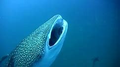 Learn more about the giant whale shark