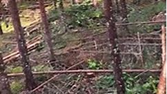 4 yo handling a JD harvester head 😍 #forestry #johndeere #kids #teachthemearly #timber #logging #logger #johndeereforestry #johndeereequipment #trees #woods #effectiveforestry #supercut #hultdins #skogsmaskiner Credits: @andreasllarsson | Hultdins
