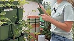 Give your larger plants the support they need with our Plant Supports! Here is a tutorial that shows you just how easy it is to set them up!! ⁠🌱 ⁠ *In the video we are placing the Plant Supports on a strawberry GreenStalk for an easier visual demonstration, but you will use them to support larger plants, such as tomatoes. You can also place them on any planter that you are using an Insect/Frost Protection Cover with for the best results!⁠ ⁠ #greenstalk #greenstalkgarden #mygreenstalk #plantsupp