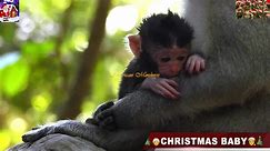What happened to new baby monkeys in New Year 2024?