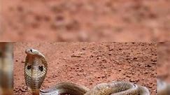 Top 5 Dangrous Snakes in the World | Indian Cobra Snake#ytshorts#share#shortsclip