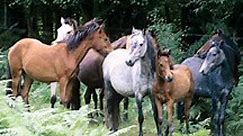 Hit-and-run drivers kill four horses in New Forest - Horse & Hound