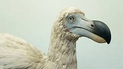 A Company Is Reviving The Dodo
