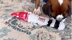 Opening Christmas presents with our dogs!