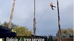 #treeservice #pruning #naturaltree... - Galicia Tree Service