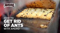 How to Kill Ants with Amdro