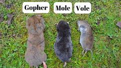How To Identify If You Have Gophers, Moles, Or Voles Digging Up Your Yard.