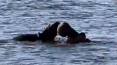 Watch this heartwarming moment between a baby Hippo and ts mom playing in the Kruger National Park
