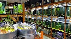 This Florida Fish Store is Inspired by Aquarium Co-Op!