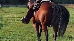 Hunker down. @lonesome_chance #bootbarn #westernwear #horses #fyp | Boot Barn