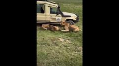 Lion crashes into safari jeep's door leaving it dented after being chased by rival