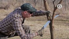 Ask An Arborist: What are the Rules of Pruning?
