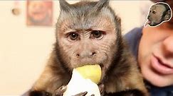 SMART Monkey Peels & Eats an Egg!