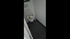 The toilet-trained cat with impeccable bathroom etiquette