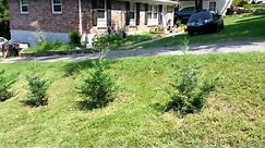 My Murray Cypress and Leyland Cypress Trees