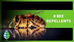 How to Keep BEES AWAY 💨🐝 (8 Natural Bee Repellents)