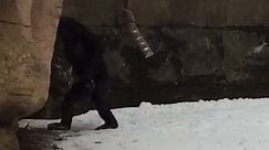 Bonobos Are Unsure About Snow