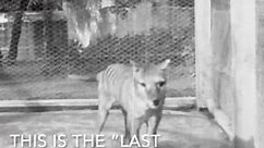 Rare footage of the 'Tasmanian tiger' or thylacine released