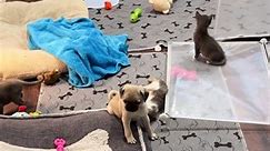 Pug Puppies And Kittens Play Together - video Dailymotion
