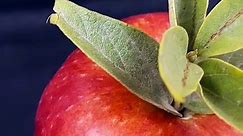 Apple tree from Apple leaves - Video Dailymotion