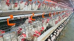 Modern Ultra Chicken Farming - Harvesting 15000 eggs are produced per day