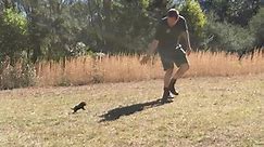 Baby Tasmanian Devil Goes Out For The First Time, Chases Its Caretaker