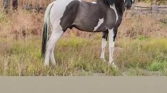 We will be standing these stallions for 2024 breeding seasons Live cover only at this time 2009 APHA Grulla Tobiano stallion Pocos Two Eyed Blue 2017 AQHA grey stallion ELS Scottish Smoke 2018 AQHA Bay Stallion DUALIN POCO VAQUERO All three are Panel Clean. All three have exceptional temperaments they pass on to their foals. They have not been shown due to life getting in the way. But their foals have all went on to be fantastic using horses. We do plan on showing them this year as aged stallion
