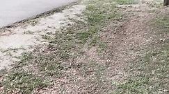 Clean mower RIP MOTOR #fypシ #florida #vibz #xyzbca