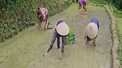 Using parental assistance to harrow the fields and plant rice.