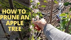 How to Prune an Apple Tree for a Small Backyard