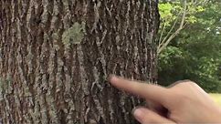 How to identify an ash tree