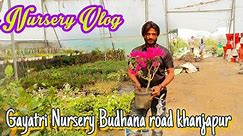 Nursery Vlog। Gayatri Nursery Budhana road khanjapur।। Best Nursary। vlog।