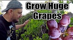 DO THIS To Your Grape Vines NOW If You Want To Grow The LARGEST Bunches Of Grapes!!