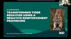 Transforming Tiger Behavior Using a Negative Reinforcement Procedure