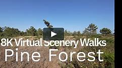 8K Virtual Scenery Walks - Pine Forest in Strong Wind - With HD Nature Sounds